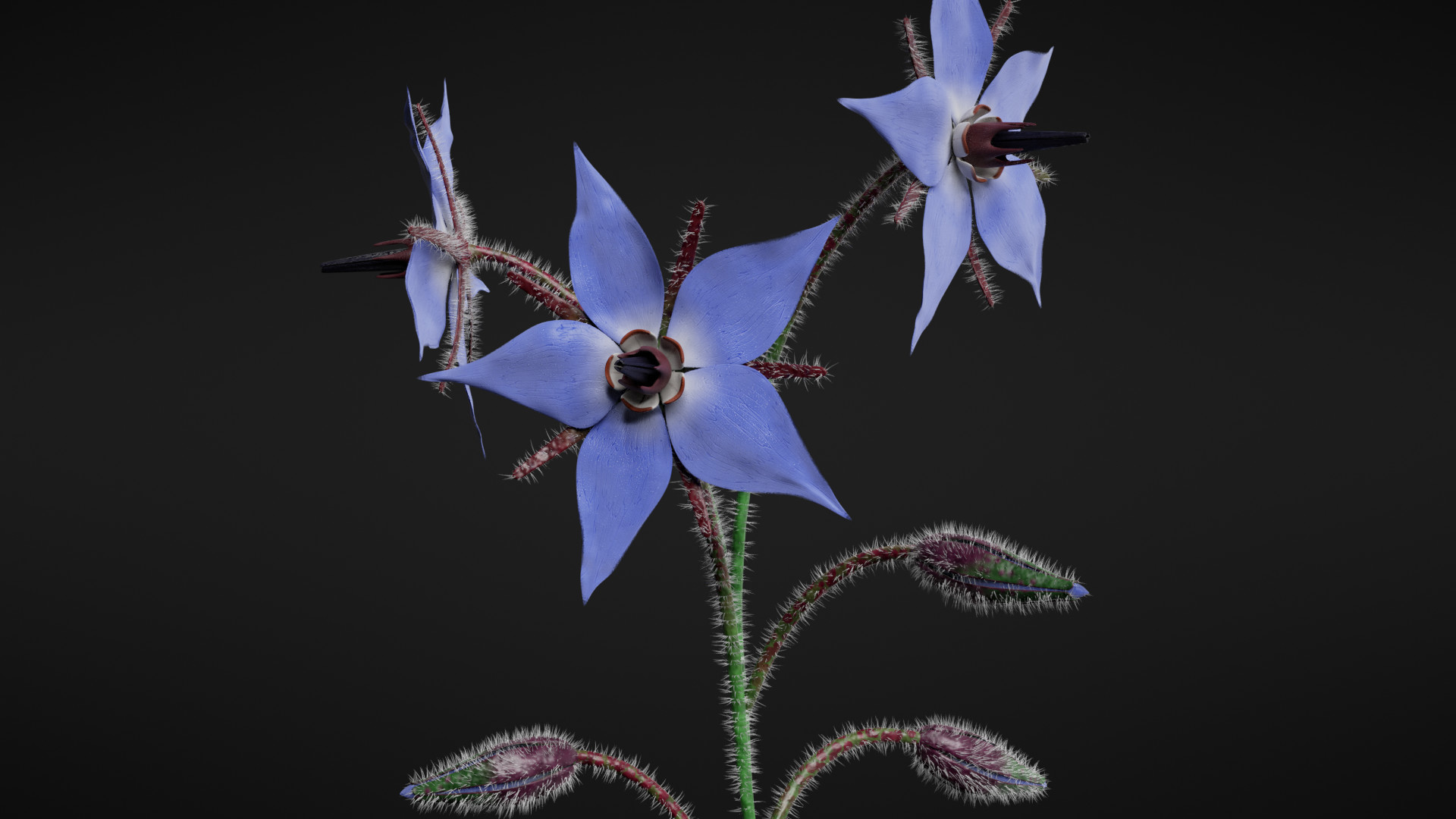 Borage Flower preview image 1